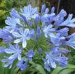 Agapanthus africanus ‘Peter Pan’ in blooms of blue.